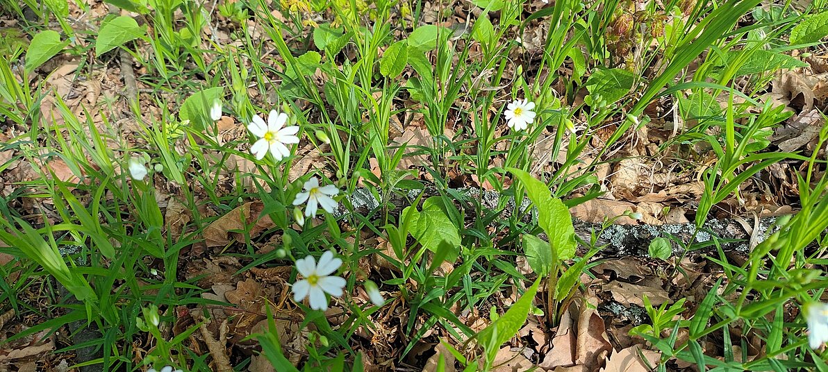 Frühlingserwachen im Hochleithenwald 2025