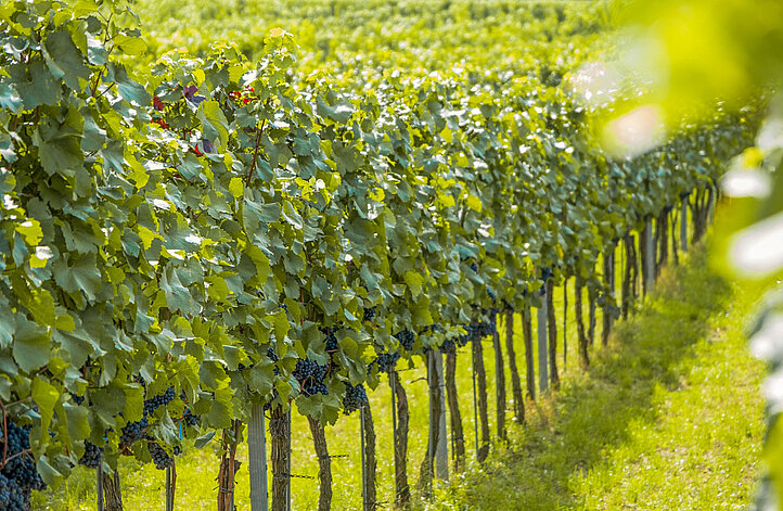 Weinreben
