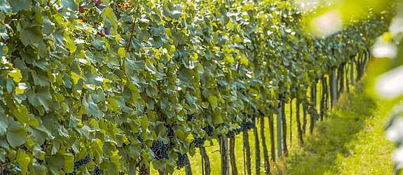 Weinreben