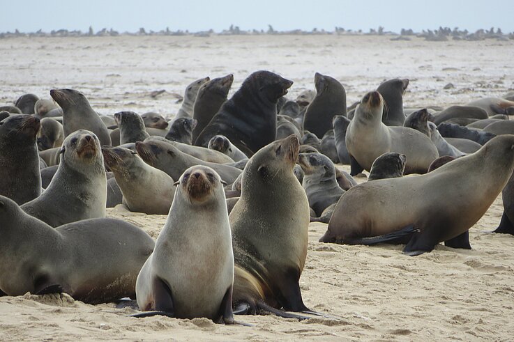 Namibia Walvis Bay