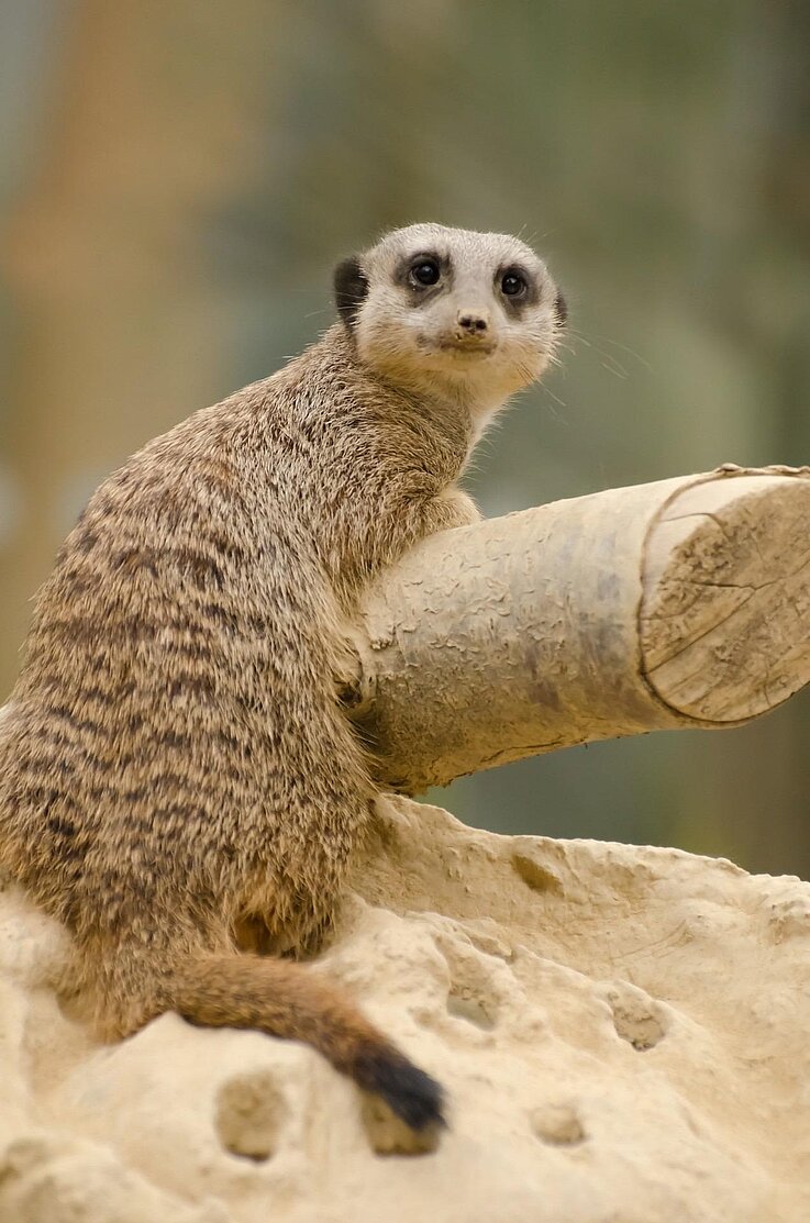 Namibia Kalahari