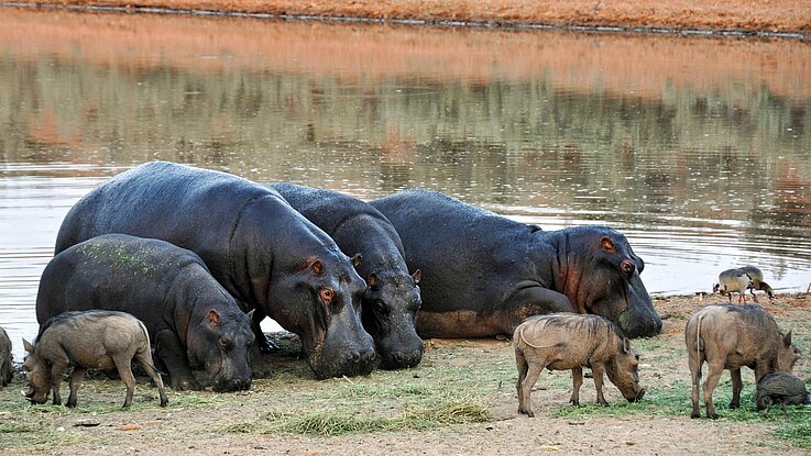 Namibia Hippopotamus