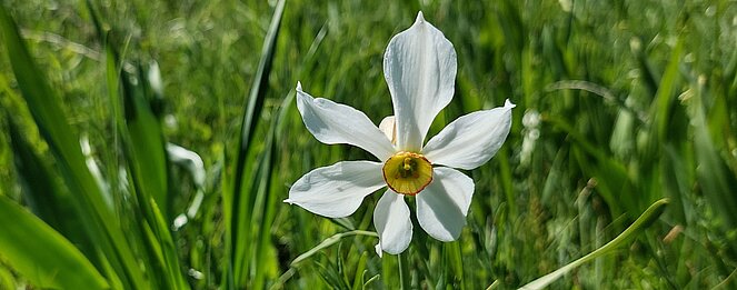 UG0425_NOE_BN_Traiskirchen_Wildnis