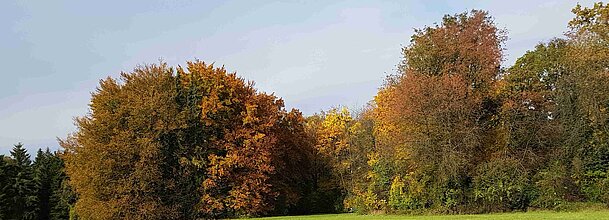 Herbstwald