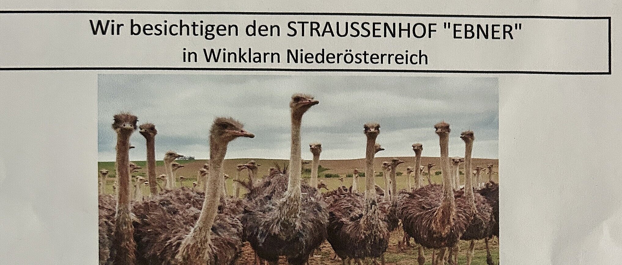 Plakta Straußenfarm