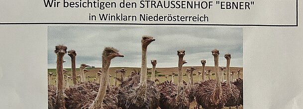 Plakta Straußenfarm
