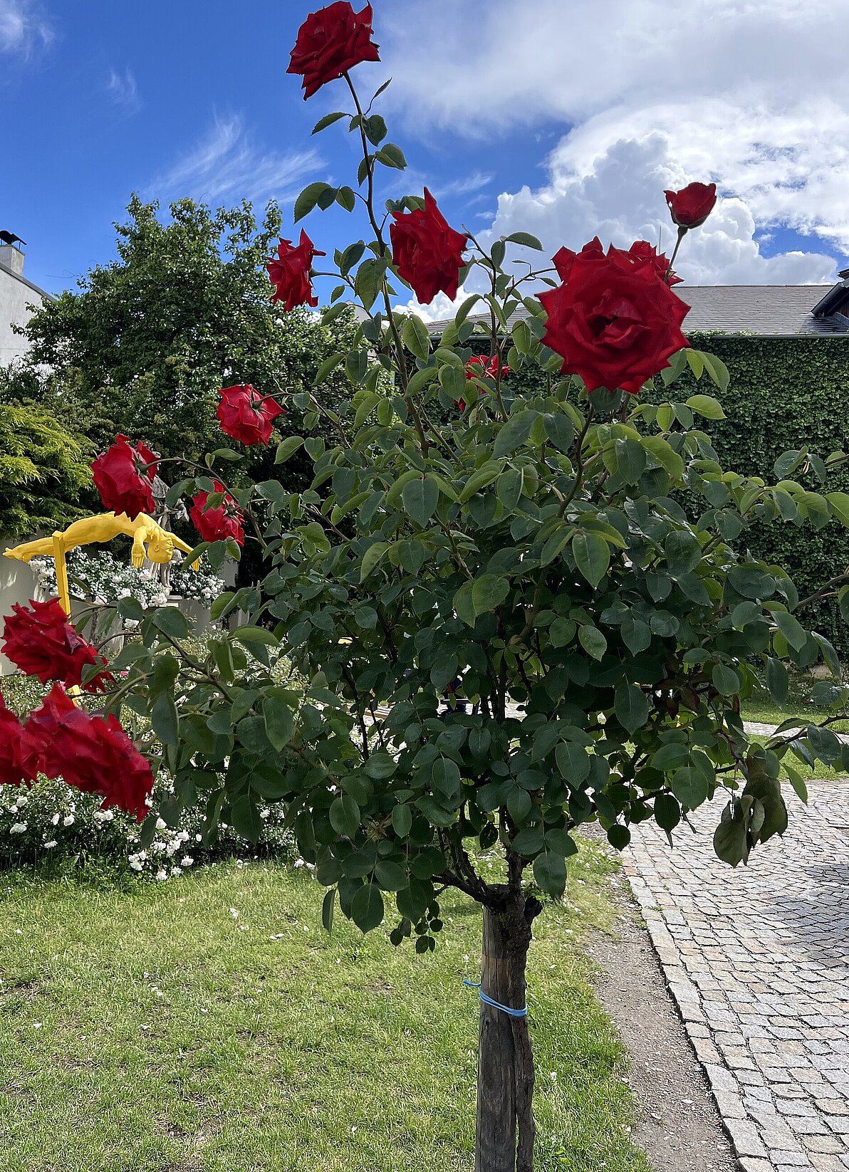 Pfarrhof, ein Rosenbäumchen