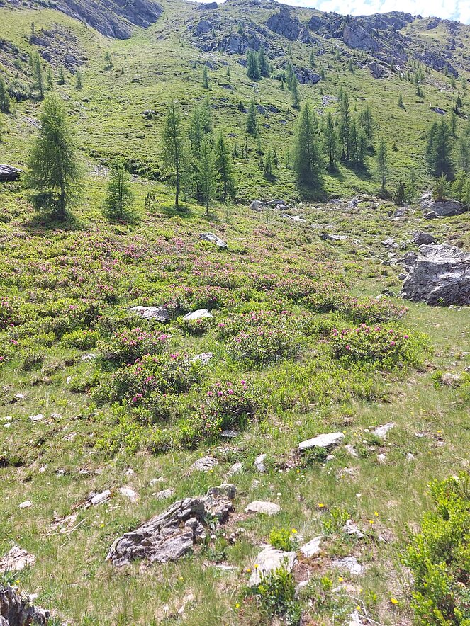 Eindrücke auf der Nockalm