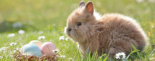 Sujet_Feiertage_Anlässe_Ostern