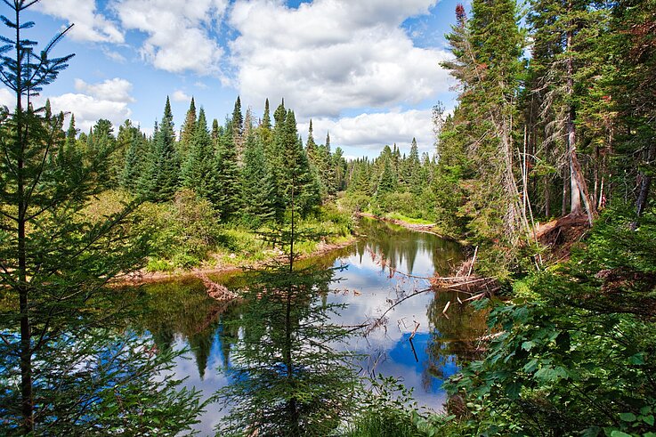 Kanada Algonquin-Park