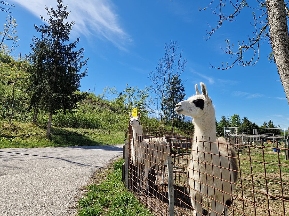 Drau Auen Wanderung