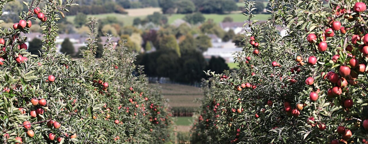 KOTTINGBRUNN_Apfelernte KOTTINGBRUNN_Apfelernte