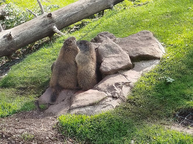 Dös woan jetzt die Annaberger Pensionisten