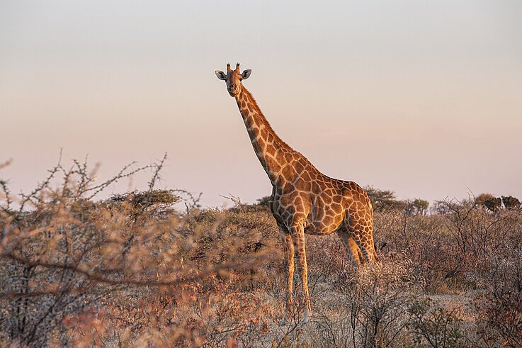 Namibia Giraffe