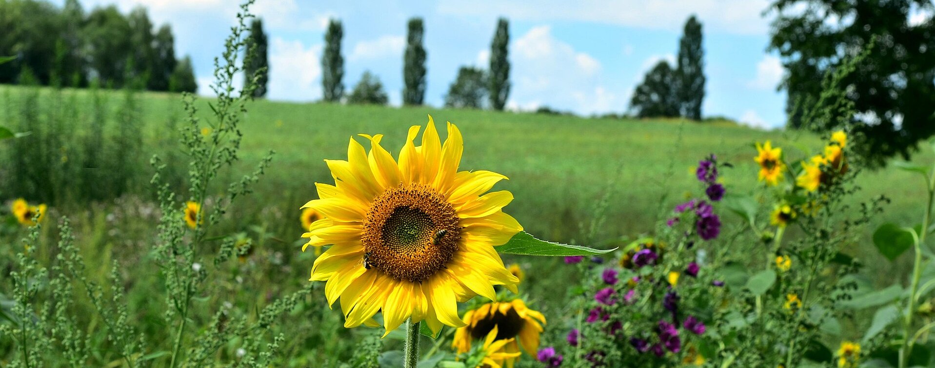 Sujet Sommer Blumen Wandern Spazieren