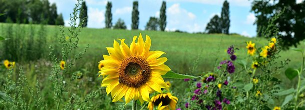 Sujet Sommer Blumen Wandern Spazieren