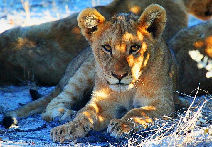Namibia_Löwe