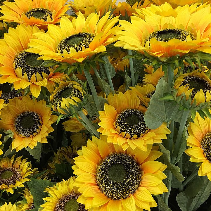 Sonnenblumen