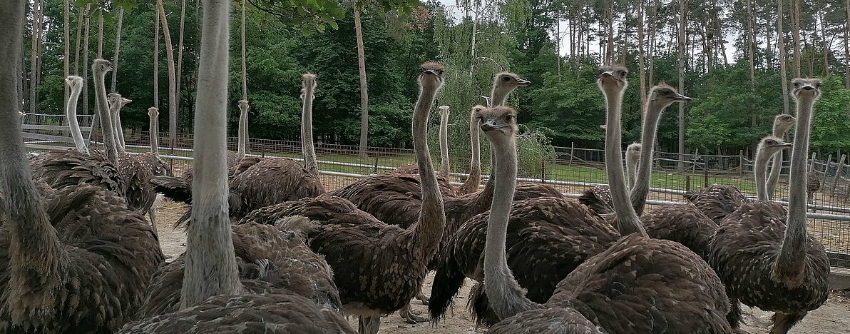 2024_KOTTINGBRUNN_Straussenfarm 3 2024_KOTTINGBRUNN_Straussenfarm