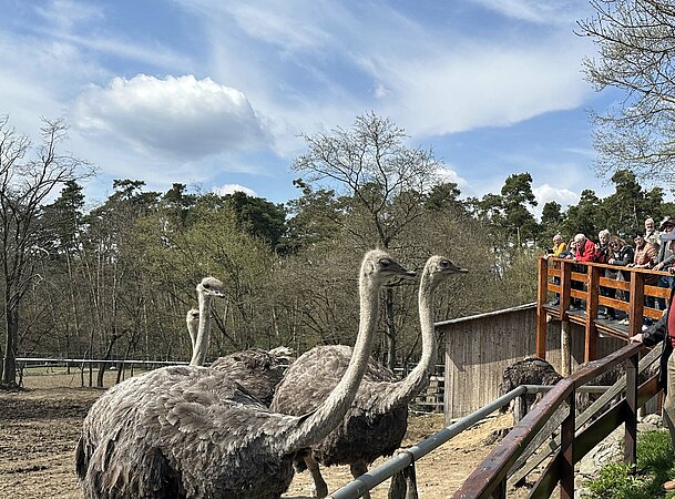 Tagesausflug zur Rosenburg mit Besichtigung der Straußenfarm und Ostermarkt 2025