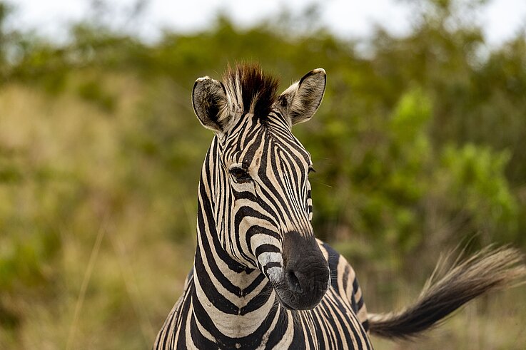 Safari Zebra