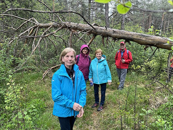 Der Frauenschuh blüht,