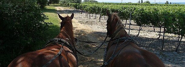 Kutschenfahrt Seewinkel