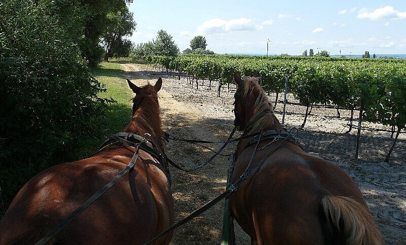 Kutschenfahrt Seewinkel