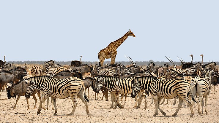 Namibia Zebra