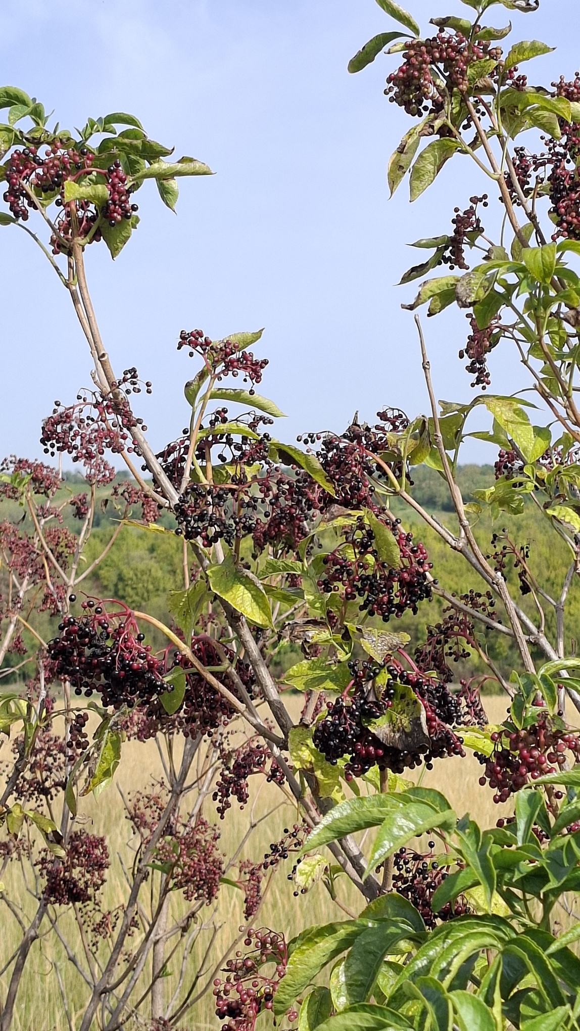 ROTER HERBSTSTURM mit Weingartenwanderung