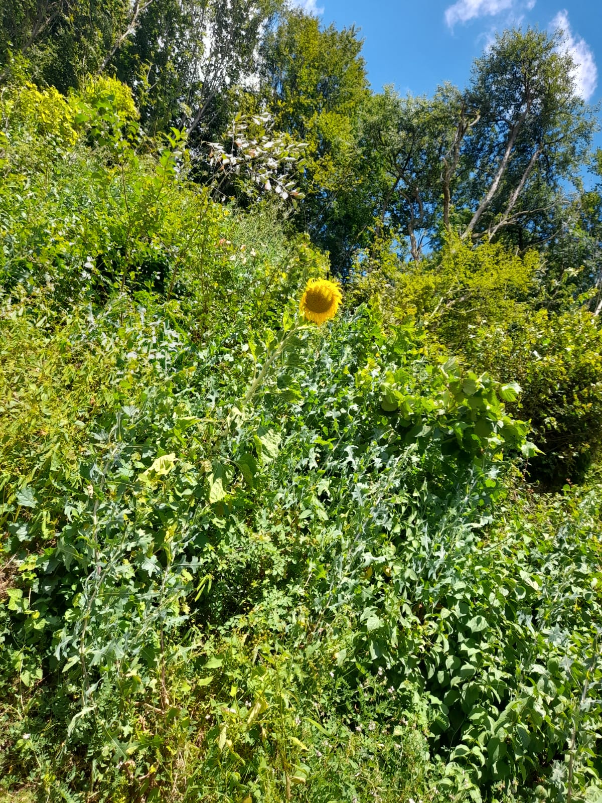Sonnenblume