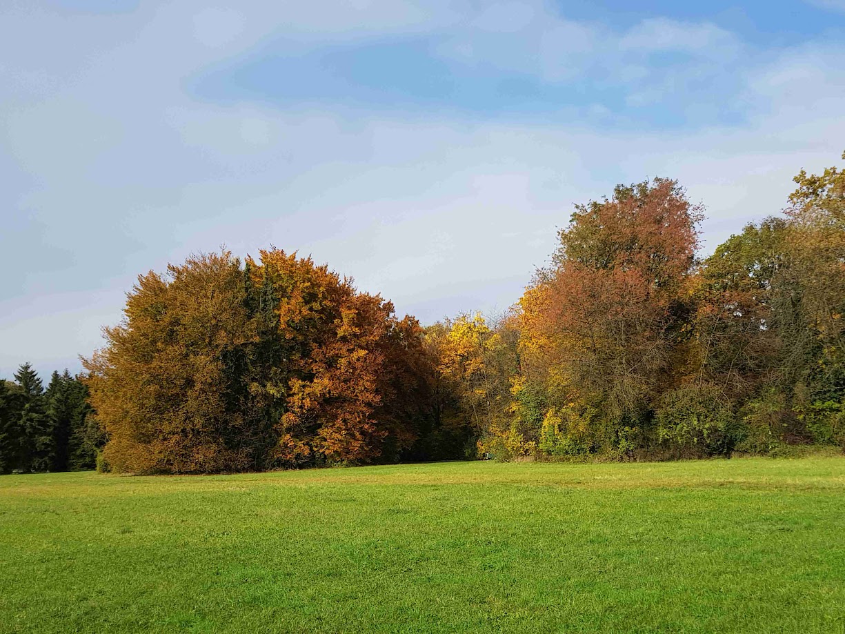 Herbstwald